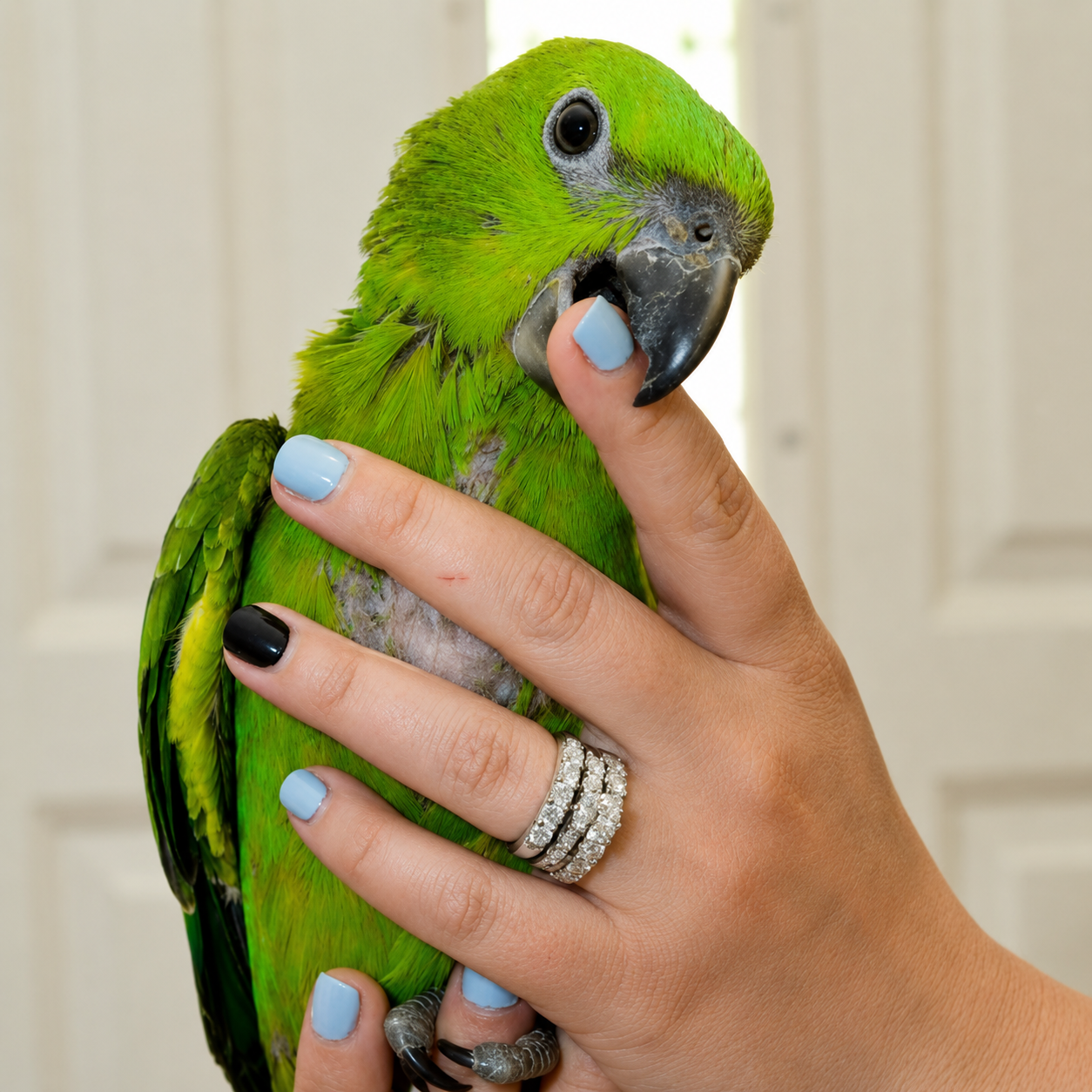 Yellow-Naped Amazon
